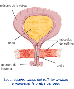 Cómo funciona la vejiga urinaria