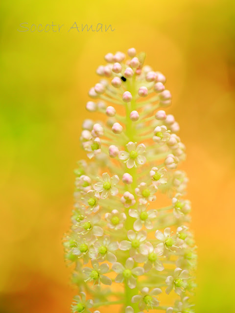 Phytolacca japonica