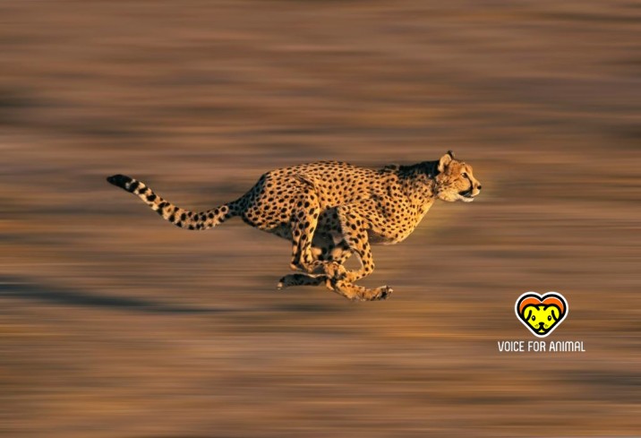 Cheetah Running