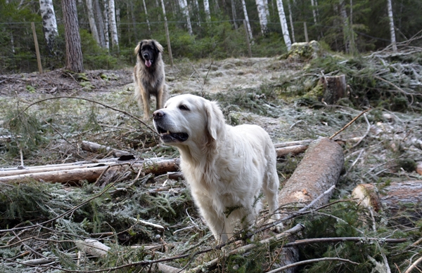 golden retriever leonberger