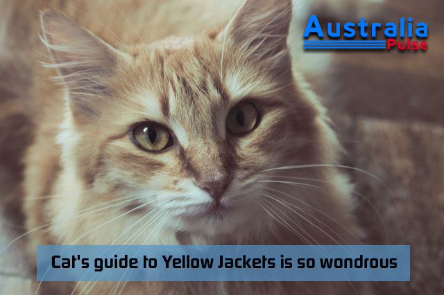 Cat's guide to Yellow Jackets is so wondrous