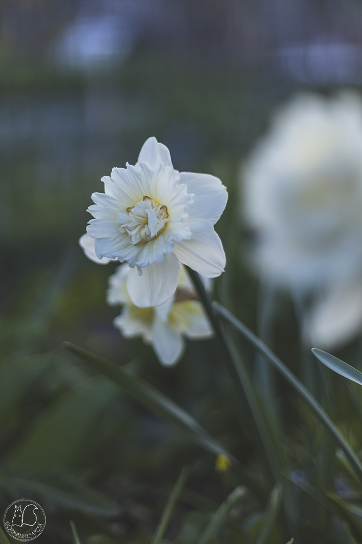 Oravankesäpesä siirtolapuutarha puutarha narsissi Narcissus