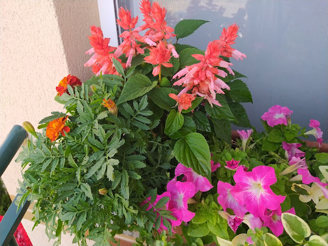 Conjunto de plantas de diversas especies en una jardinera