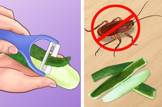 نصائح تساعدك في الحفاظ على منزل خالي من الحشرات بدون مواد كيميائية