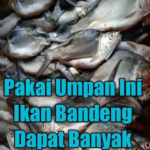 Umpan Ikan Bandeng Payau Yang Susah Makan - Untuk memancing ikan top yang satu ini memang susah-susah gampang, tapi ada juga di satu lokasi yang sulit sekali di pancing