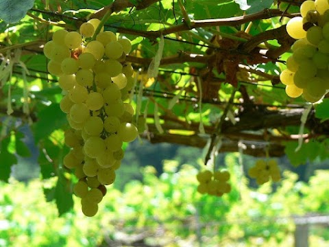 Most Flavourful Grapes - How To Cultivate The Grapes