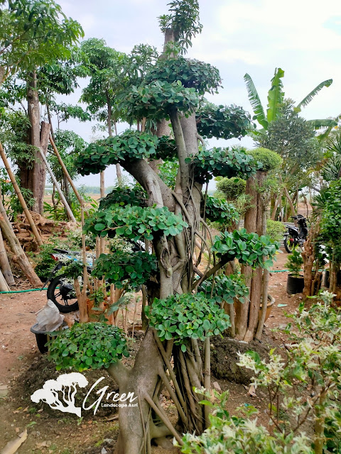 Jual Bonsai Beringin Korea Taman (Pohon Dolar) di Surabaya Garansi Mati Terjamin