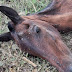 Cavalo abandonado por dono em Samambaia é sacrificado- "Estava sofrendo muito"
