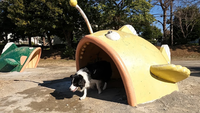 保護犬 ボーダーコリー トーマ