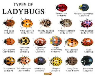 Ladybugs