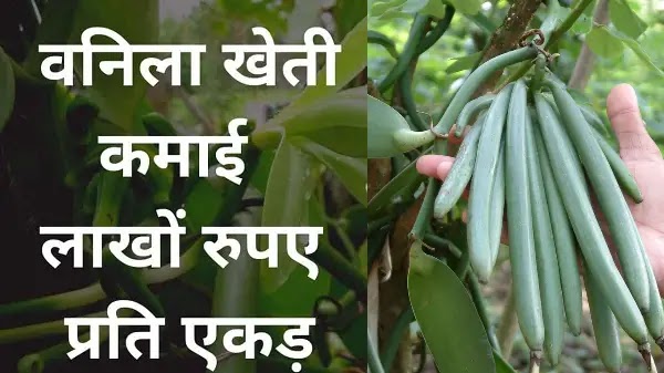 वनीला की खेती कैसे करे | Vanilla Farming in Hindi
