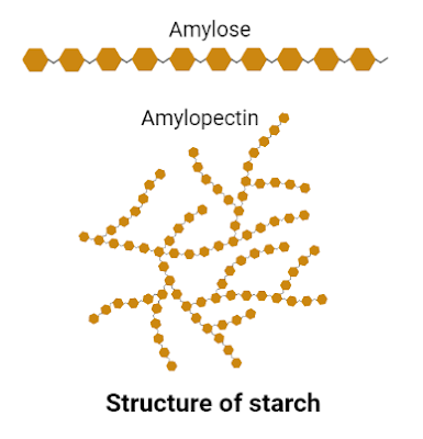 Structure of starch