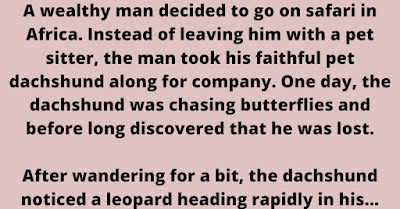 A wealthy man decided to go on safari in Africa. Instead of leaving him with a pet sitter, the man took his faithful pet dachshund along for company. One day, the dachshund was chasing butterflies and before long discovered that he was lost.    After wandering for a bit, the dachshund noticed a leopard heading rapidly in his