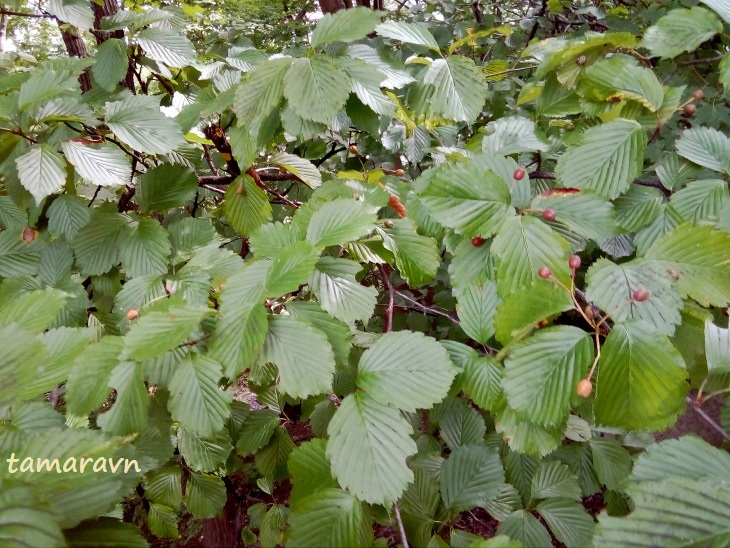 Мелкоплодник ольхолистный (Micromeles alnifolia)