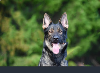 50 types of German Shepherd Dog-Information and Photos