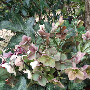 Helleborus