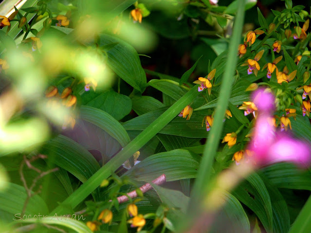 Epipactis thunbergii