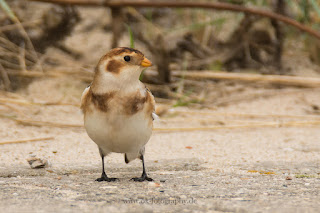 Wildlifefotografie Helgoland Schneeammer