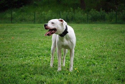 Dogo Argentino is one of the most expensive dogs in the world.