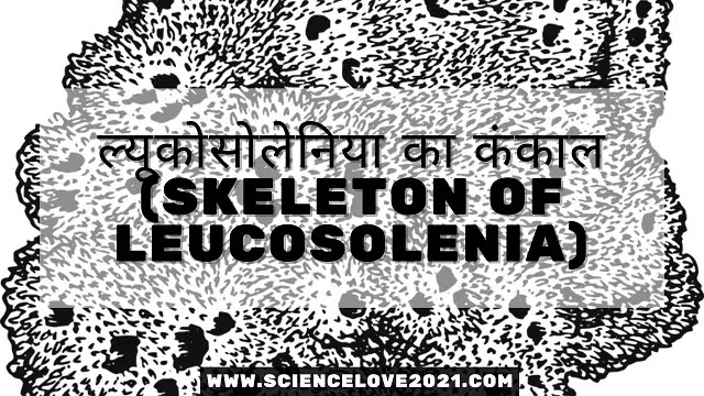 ल्यूकोसोलेनिया का कंकाल (Skeleton of Leucosolenia)|hindi