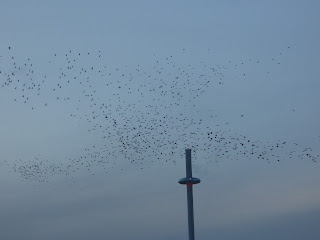 Starling murmuration