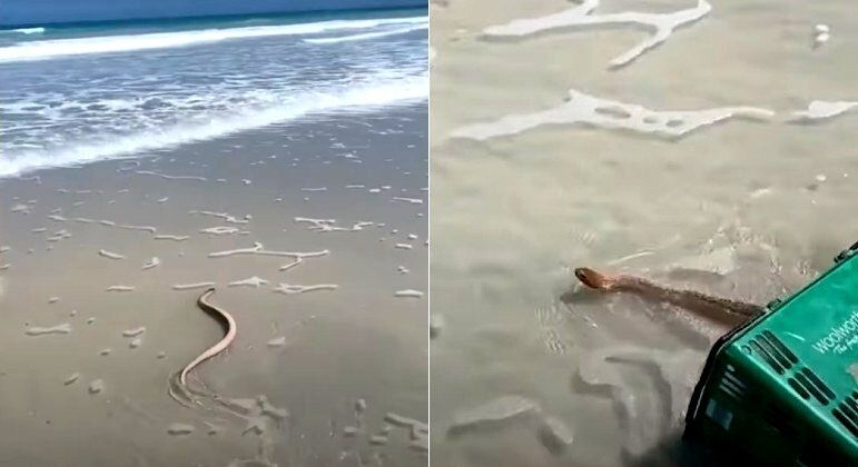 Serpente marinha venenosa é resgatada com cesta de supermercado