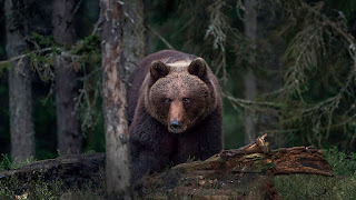 European Brown Bear