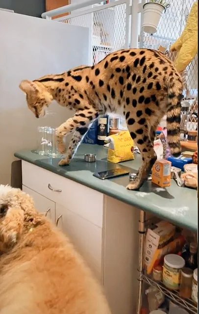 Serval on the kitchen counter smacks dog who's on the floor