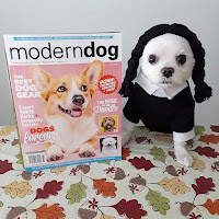 Check out Biala Addams in the New Fall issue of Modern Dog Magazine.