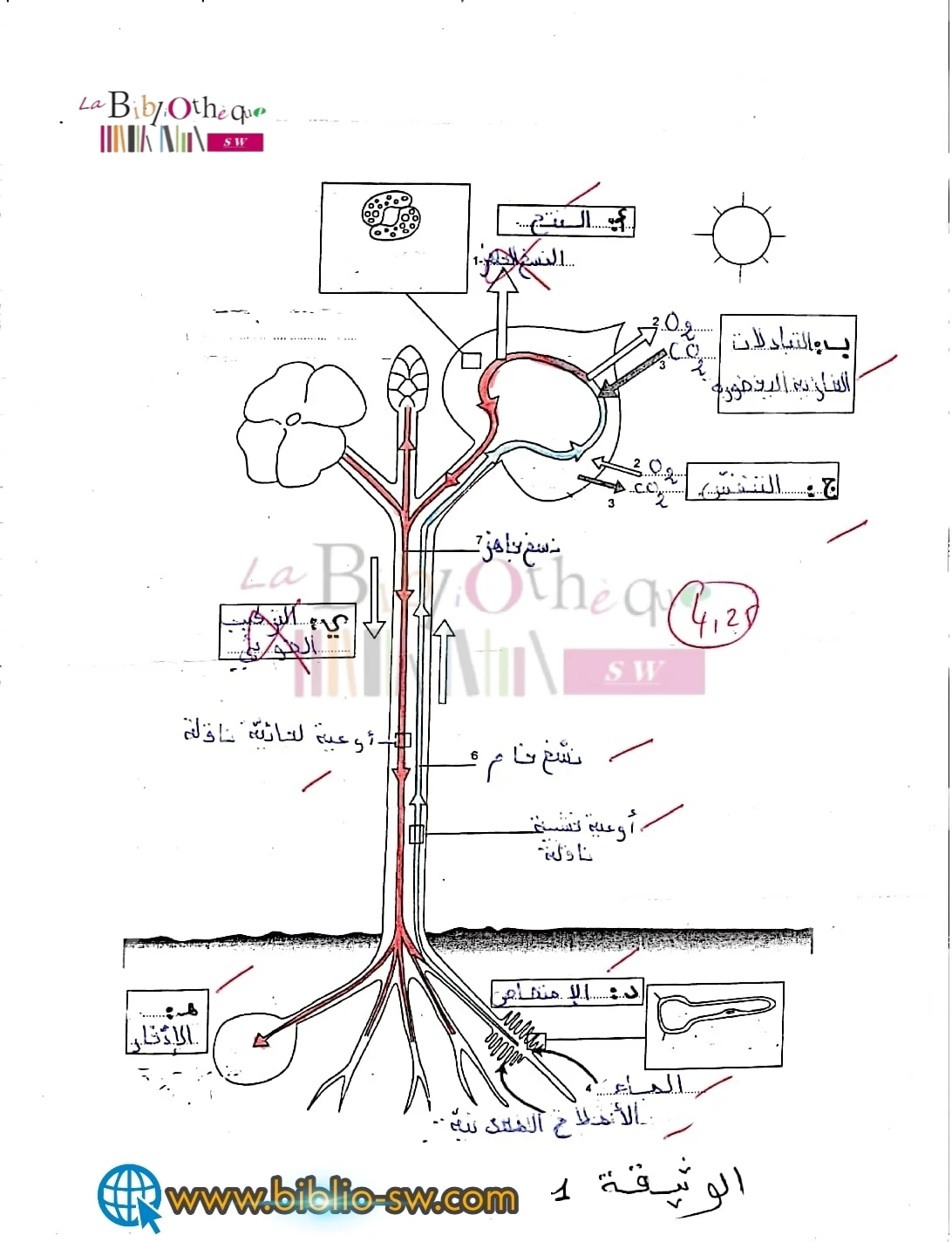 ثامنة أساسي: فرض مراقبة عدد 1 في علوم الحياة والأرض