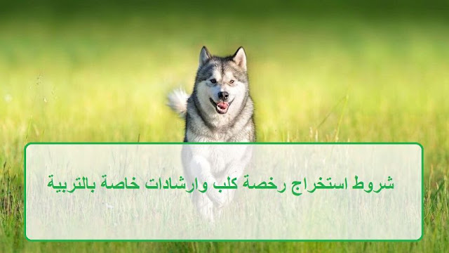 شروط استخراج رخصة كلب في مصر وارشادات هامة للتربية