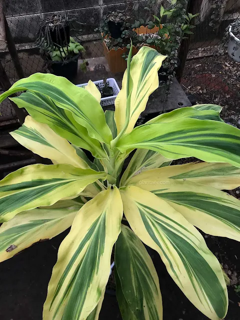 หมากผู้หมากเมียด่าง Cordyline fruticosa (Variegated)