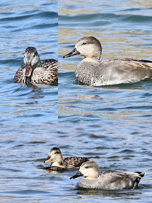 Gadwall