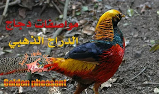 مواصفات دجاج الدراج الذهبي ( دجاج الفزان )