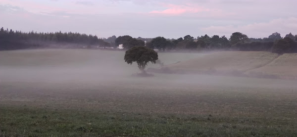 Árbol entre la niebla. Bajada al Valle de O,Burgo. Hacia Melide