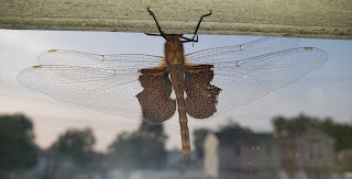 Brown leaf-like dragonfly on window with houses in background