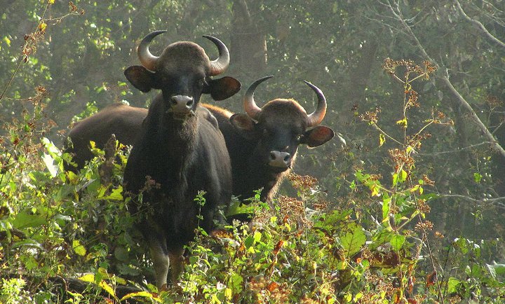 Parambikulam wildlife sanctuary