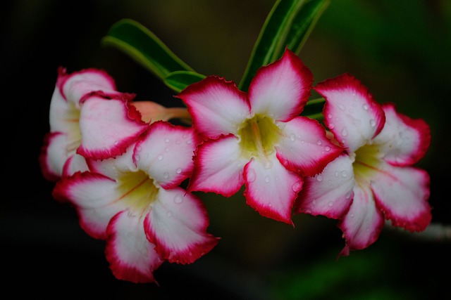 gambar tanaman bunga kamboja