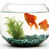 French pet care firm stops selling fish bowls - they drive fish mad