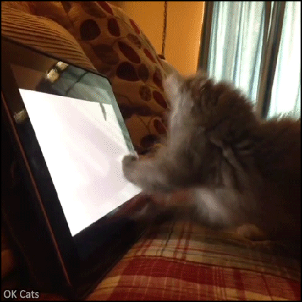 Crazy Cat GIF • Funny and cute Ninja Kitten backflipping on tablet screen, haha so snuzzy