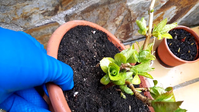 Cuaderno de campo de una Jardinera día nº 3: "Hortensias: abonado y poda".