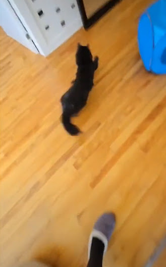 Beano frantically races to the automatic cat feeder