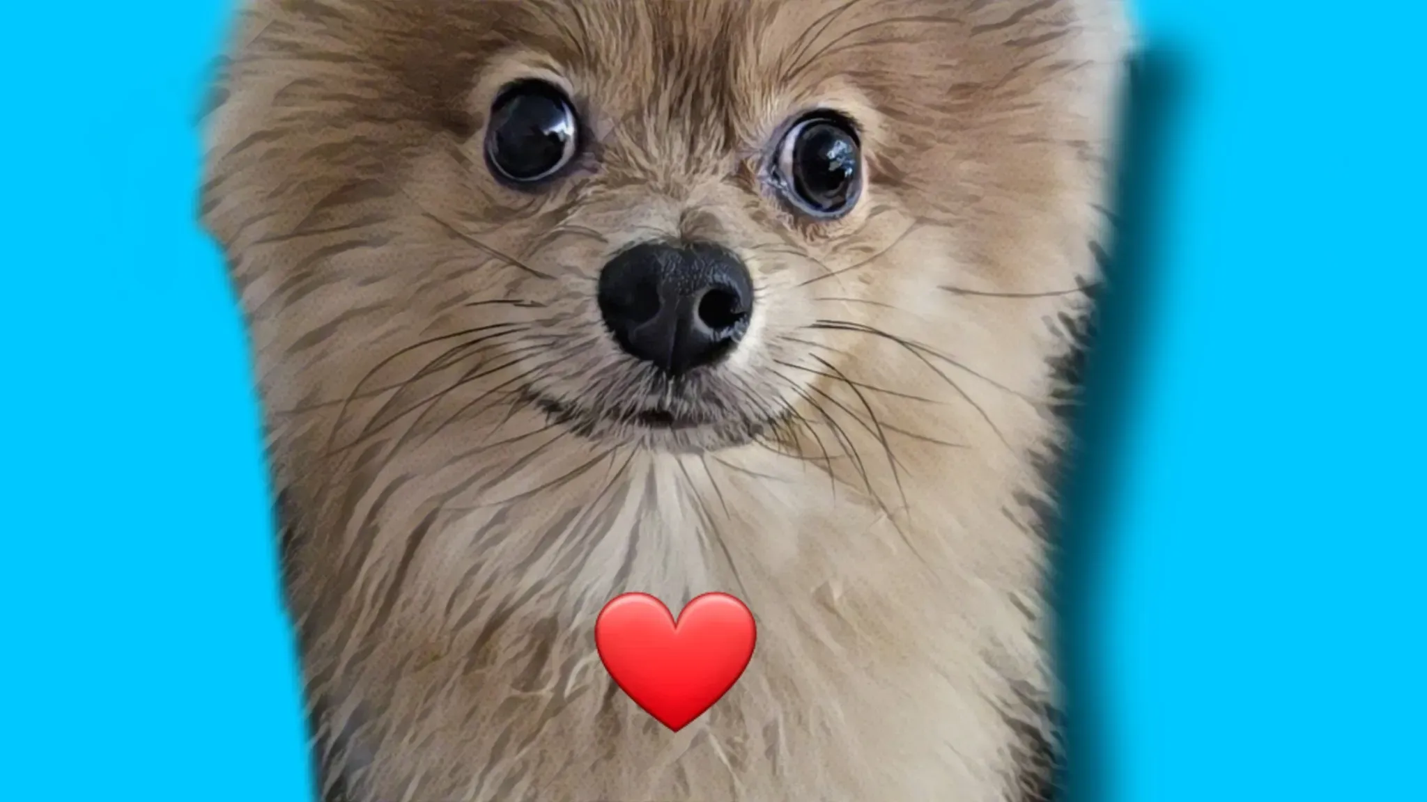 Chewy Dog Pomeranian Heart