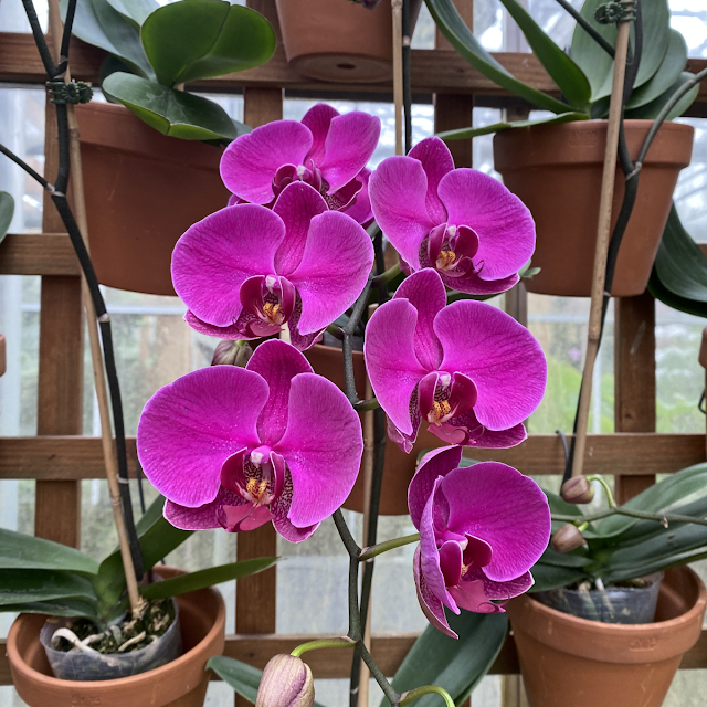 purple orchids in pots