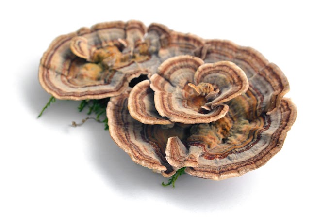  Can you overdose on turkey tail mushrooms? | Mushroom supply | Biobritte mushrooms