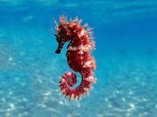 Seahorse