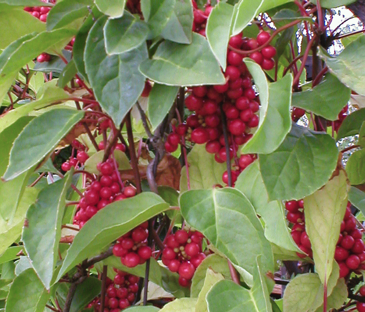 schizandra čínska (Schisandra chinensis)