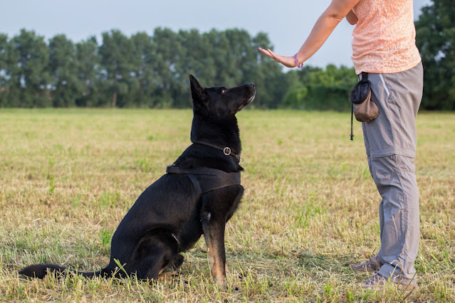 what is obedience training for dogs