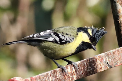 Indian Yellow Tit