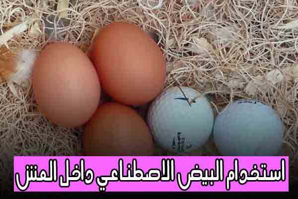 استخدم البيضة الاصطناعية داخل العش - Nooh Freestyle